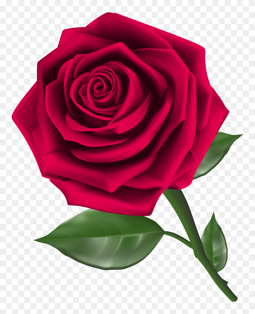 5001x6261 Розы Steam Rose Clipart Image Rose - Rose Clip Art Images