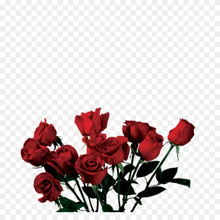 894x894 Roses Wallpapers - Rose Bush PNG