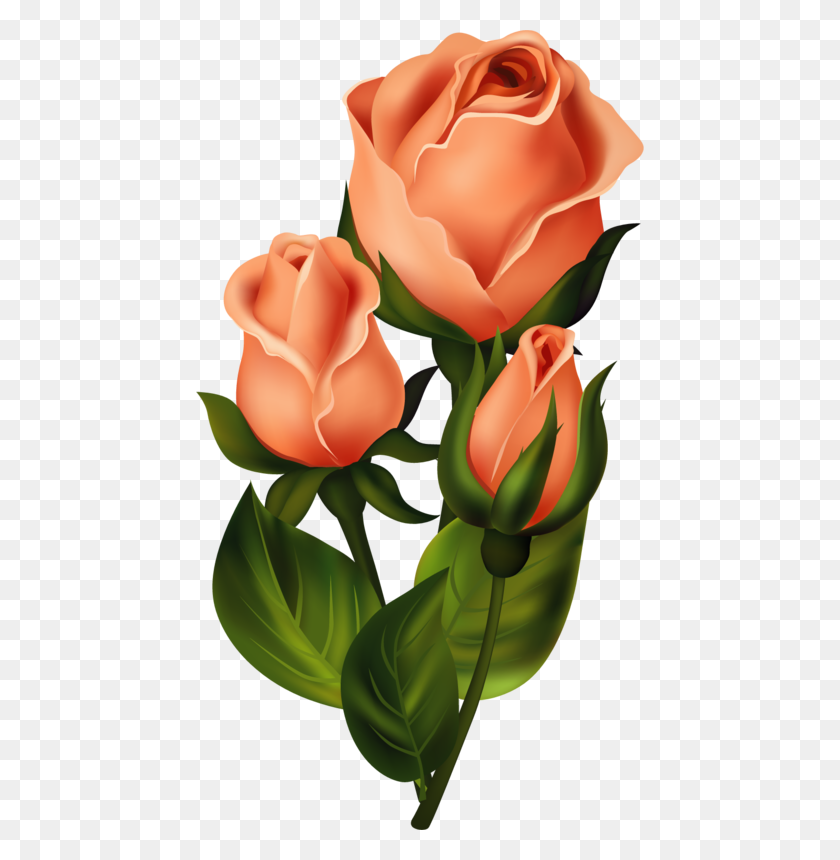 448x800 Розы, Розовые, Розовые, Розовые, Декупаж Окигуардо, Цветы - Rose Flower Clipart