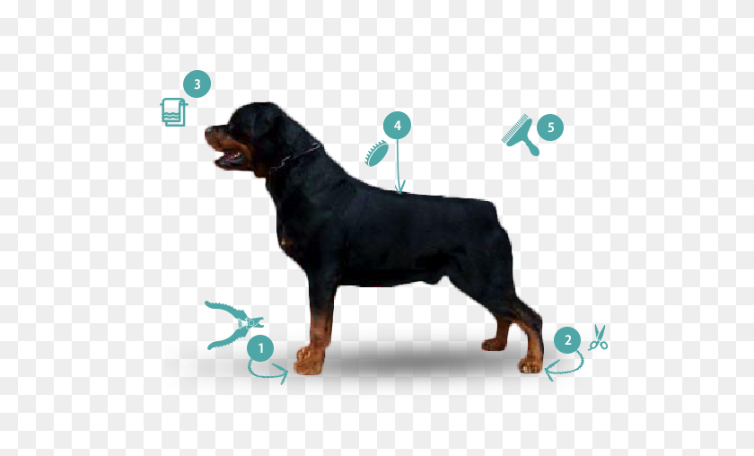 563x448 Rottweiler Know Your Breed Dawgz Grooming More - Rottweiler PNG
