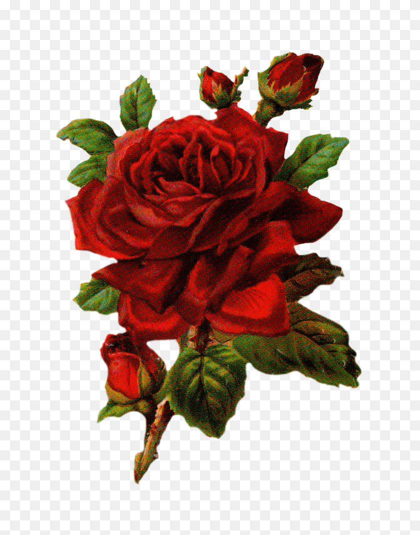 2550x3300 Royalty Free Large Red Rose Graphic - Vintage Rose PNG