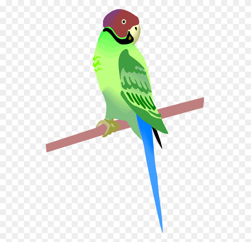 534x750 Royalty Free Pirate Parrot Clip Art, Vector Images Illustrations - Pirate Parrot Clipart
