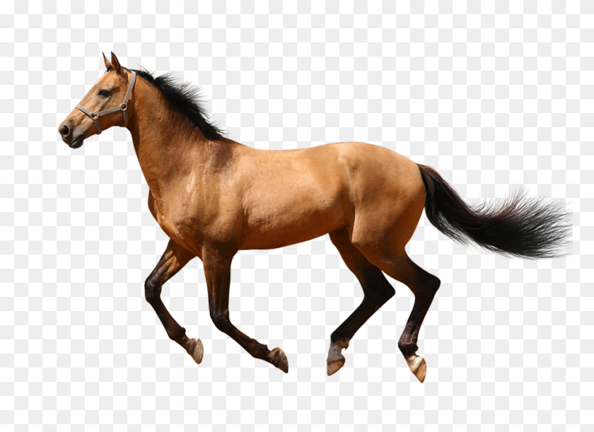 927x656 Running Horse Clipart Transparent - Mustang Horse PNG