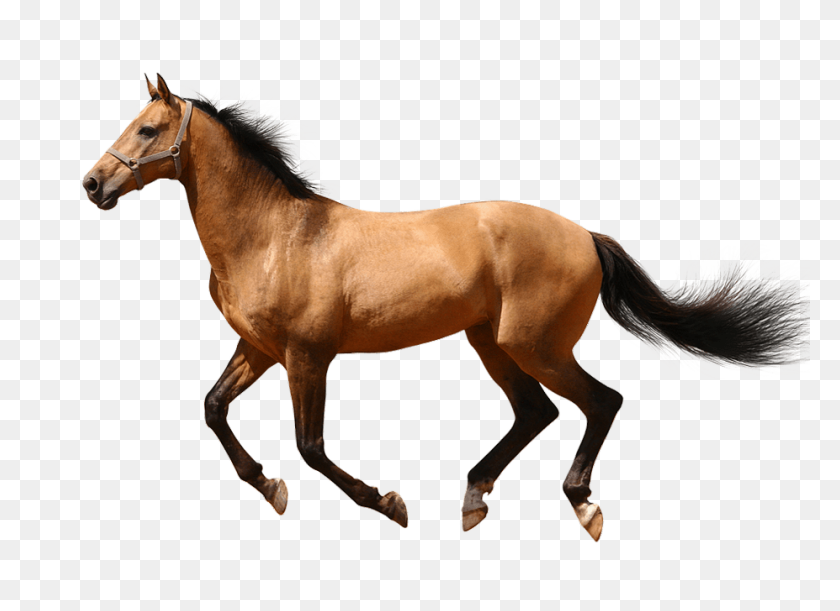 927x656 Бегущая Лошадь Без Фона Прозрачное Изображение Png Веб-Дизайн Графика - Лошадь Png