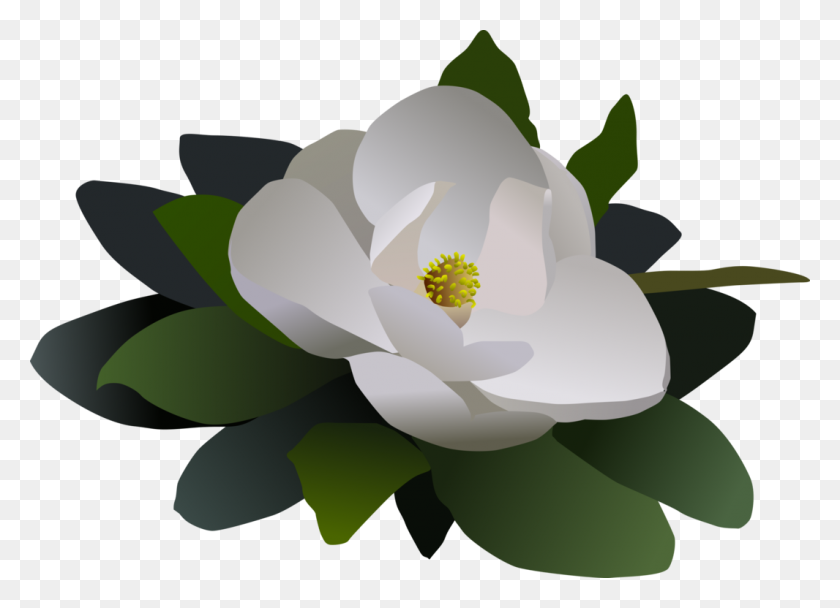 1066x750 Sacred Lotus Magnolia Petal Computer - Water Lily Clipart