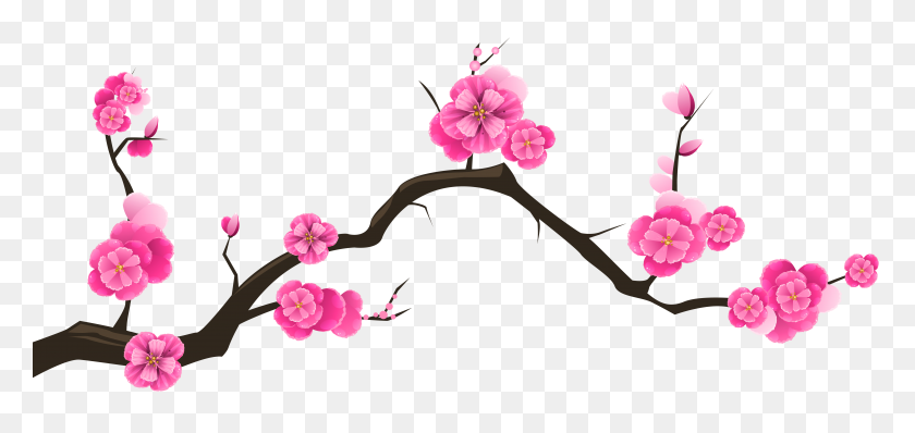 6230x2705 Sakura Branch Transparent Clip Art - Sakura Tree PNG