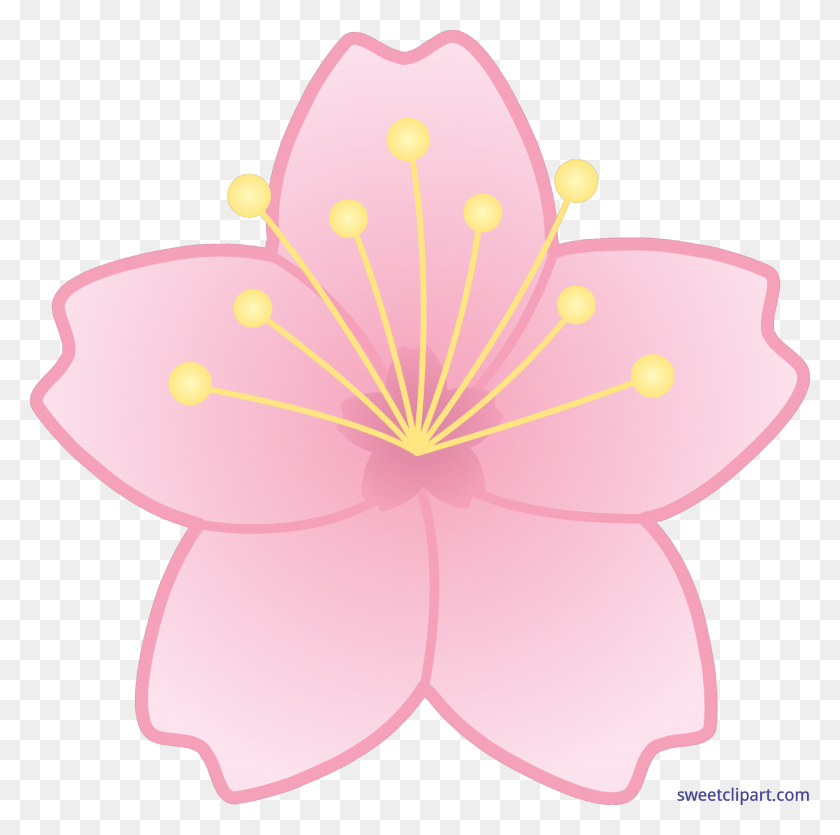 Sakura Clip Art Sakura Clipart Stunning Free Transparent Png Clipart Images Free Download