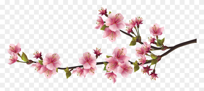 1761x709 Sakura Pink Flowers Png Image Download - Sakura PNG