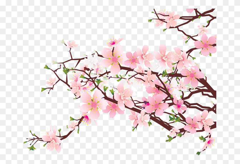 675x514 Sakura Png - Sakura Petals PNG