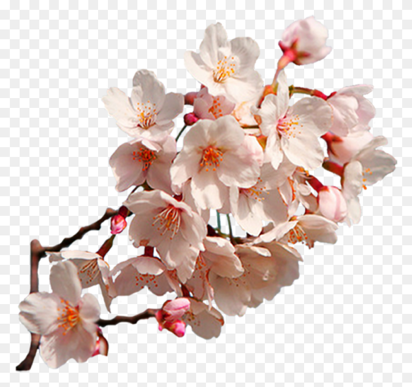 1348x1260 Sakura Png Images Free Download - Sakura Tree PNG