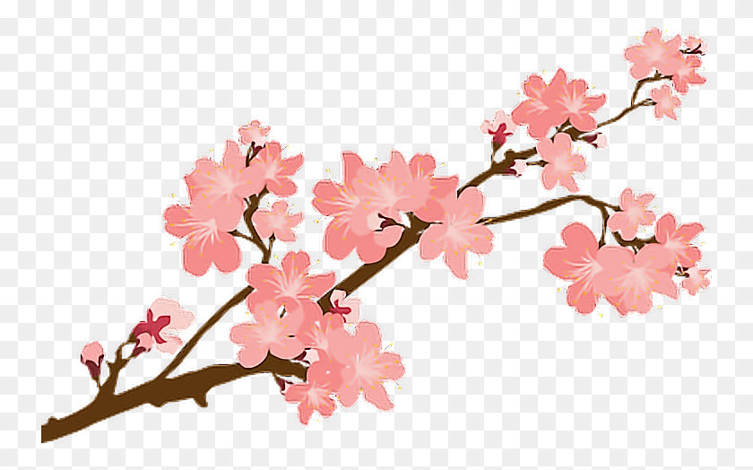 748x464 Sakura Sakuras Flower Flowers Cherry Cherryblossoms Blo - Sakura Flower PNG