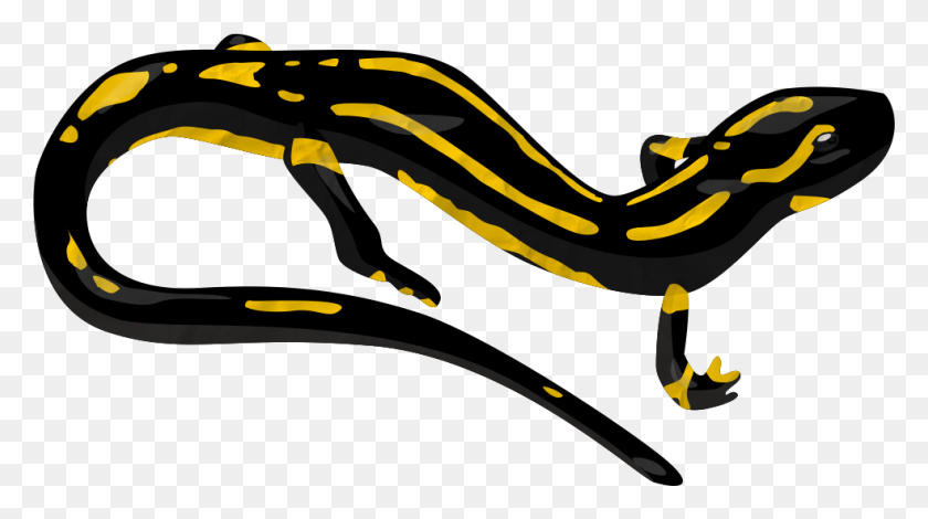 983x517 Salamander Clipart Eastern - Salamander Clipart