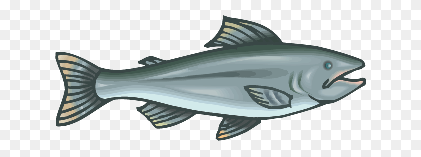 624x254 Salmon Facts - Bass Fish PNG