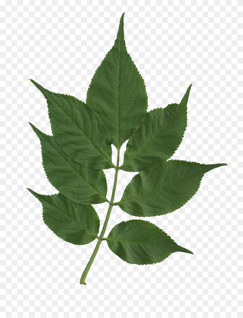 1264x1687 Sambucus Nigra Foliage Scanned - Foliage PNG