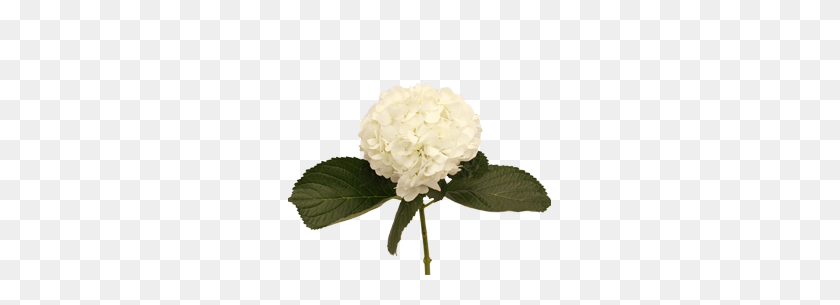 263x245 San Francisco Gardens - Hydrangea PNG