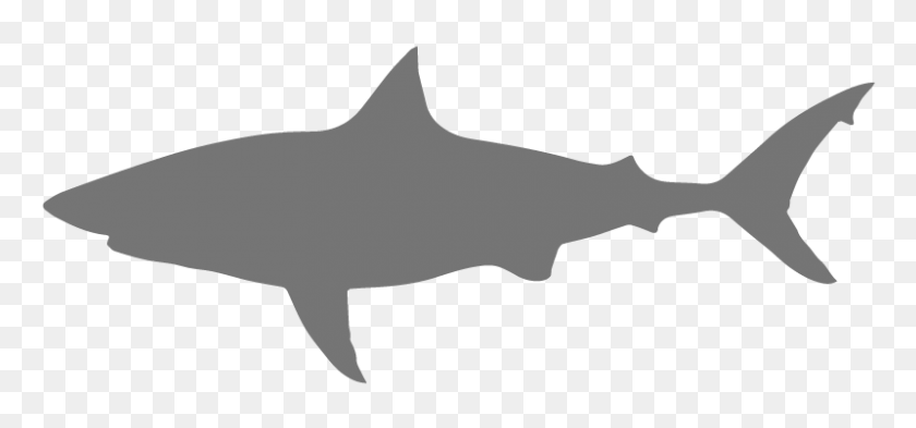 800x342 ¡Salva A Los Tiburones! Csu - Clipart De Tiburón Blanco Y Negro