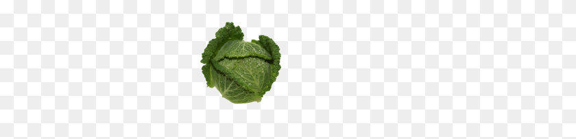 307x143 Savoy Cabbage - Cabbage PNG
