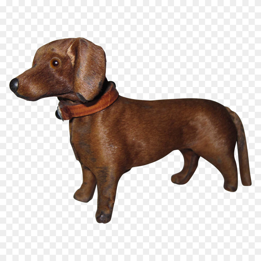 2048x2048 Scarce Miniature Dachshund Dog Original Leather Collar Fashion - Scarce PNG