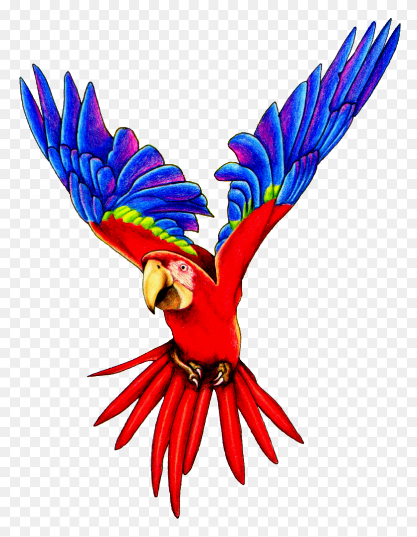 782x1024 Scarlet Macaw Clipart Red Parrot - Bird In Flight Clipart