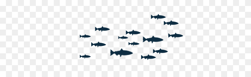 400x200 School Of Fish Transparent Background - School Of Fish PNG