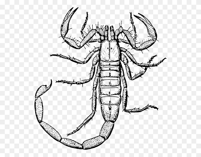 552x596 Scorpion Drawing Cliparts Free Download Clip Art - Chauffeur Clipart