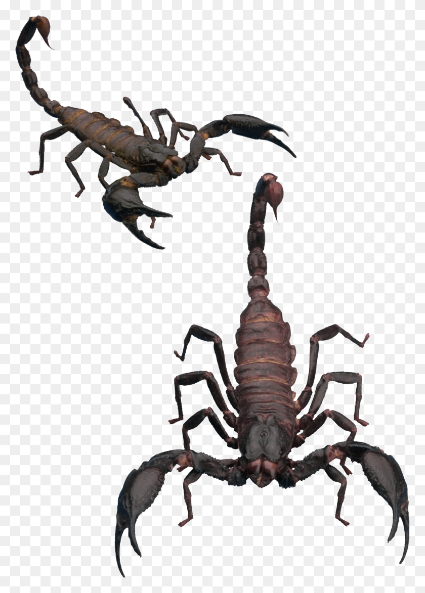 1868x2666 Scorpion Png Image - Scorpion PNG