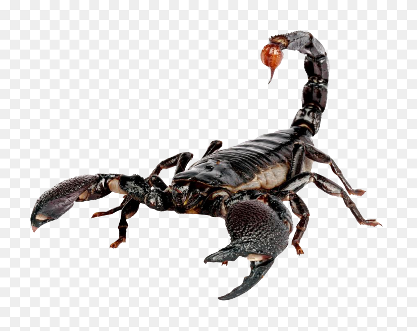 2700x2105 Scorpion Png Image - Sting PNG
