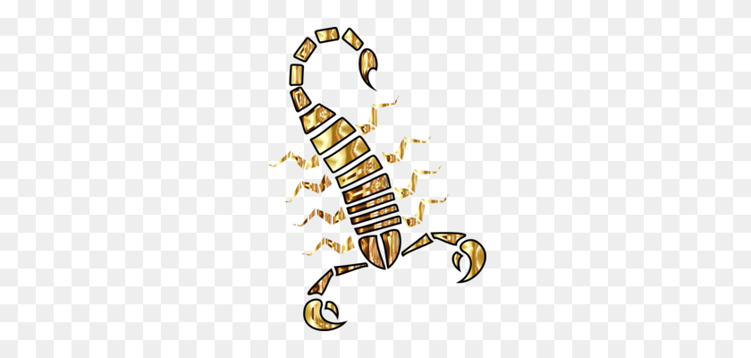 248x340 Скорпионы Рисунок Паукообразных Аризона Кора Скорпиона - Кора Клипарт