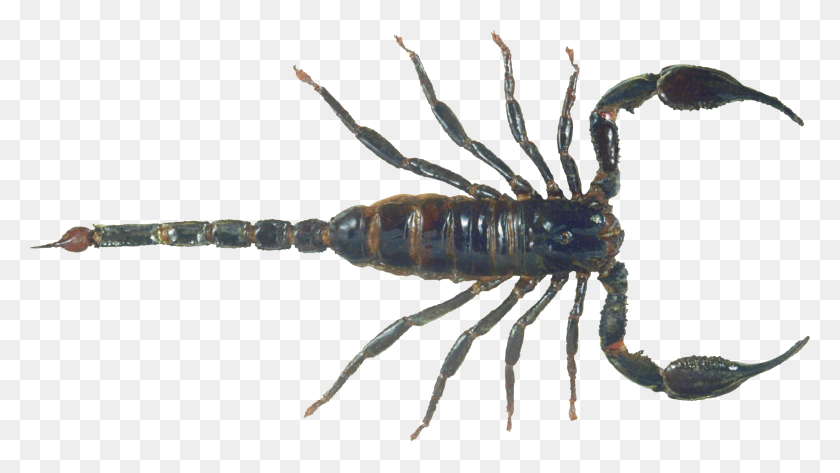 2482x1316 Scorpions Png Images, Scorpion Png - Scorpion PNG
