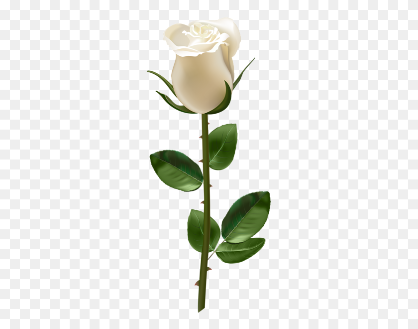 255x600 Scrap Flowers, Rose And White Roses - Flower Stem PNG