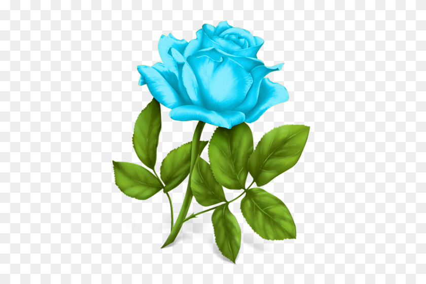 500x500 Sd Mcv Rose Roses Álbum - Rosa Azul Png