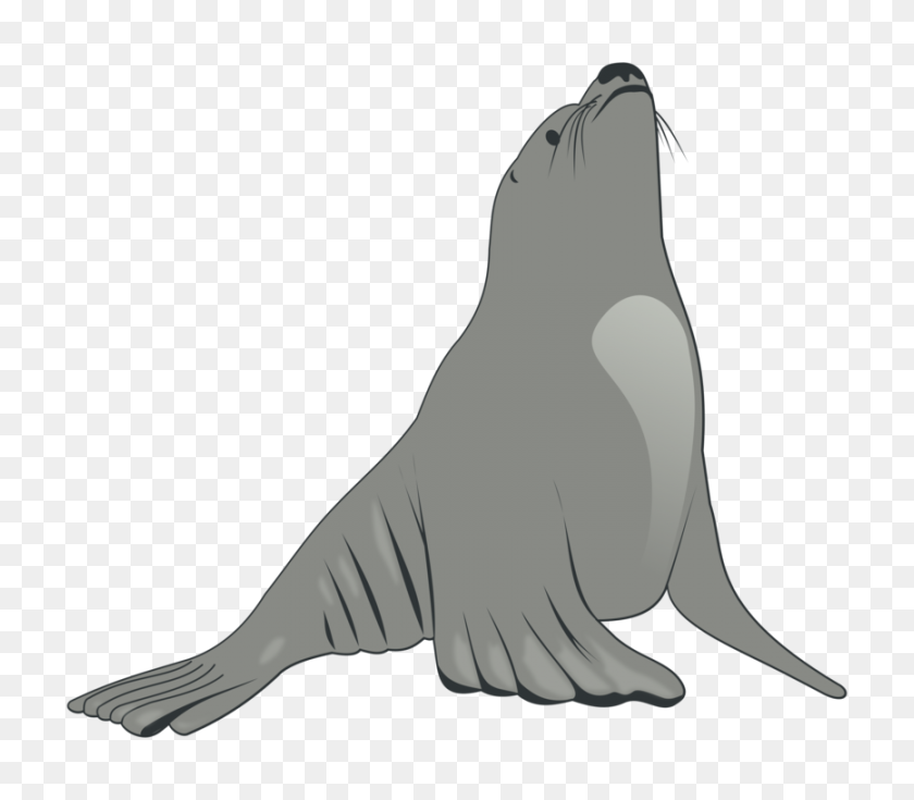 866x750 Sea Lion Earless Seal Dibujo De Dibujos Animados - Sello En Blanco Y Negro De Imágenes Prediseñadas
