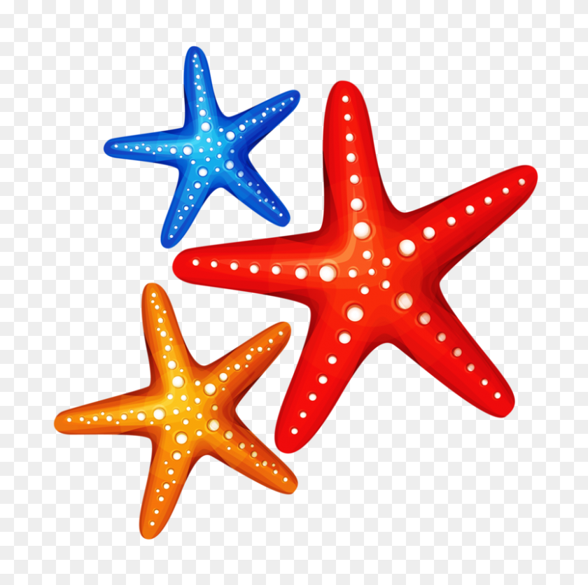 800x796 Sea, Ocean And Under - Starfish PNG