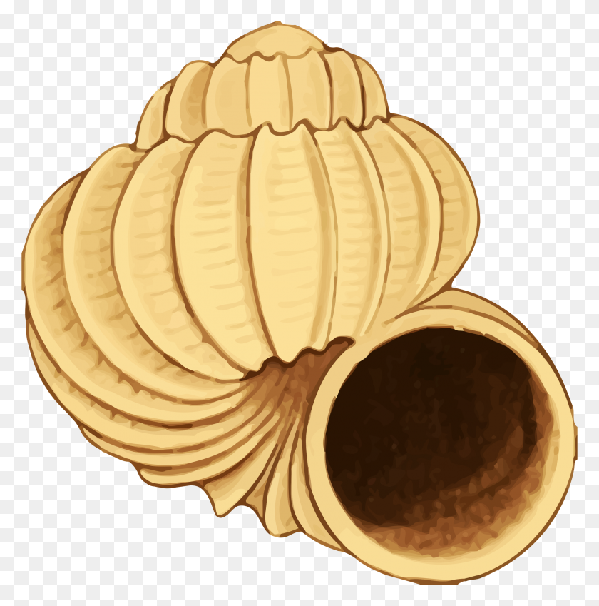2370x2400 Sea Shell Icons Png - Shell PNG