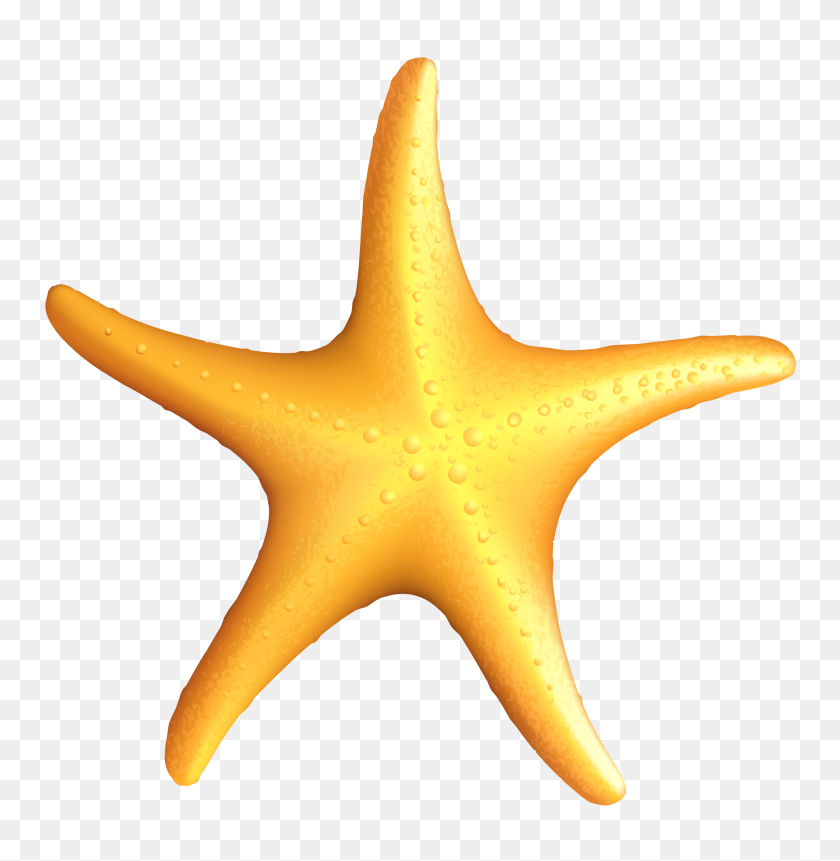 2488x2558 Png Морская Звезда