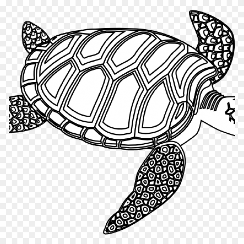 1024x1024 Морские Черепахи Черно-Белые Лучшие Картинки - Морской Конек Черно-Белый Клипарт