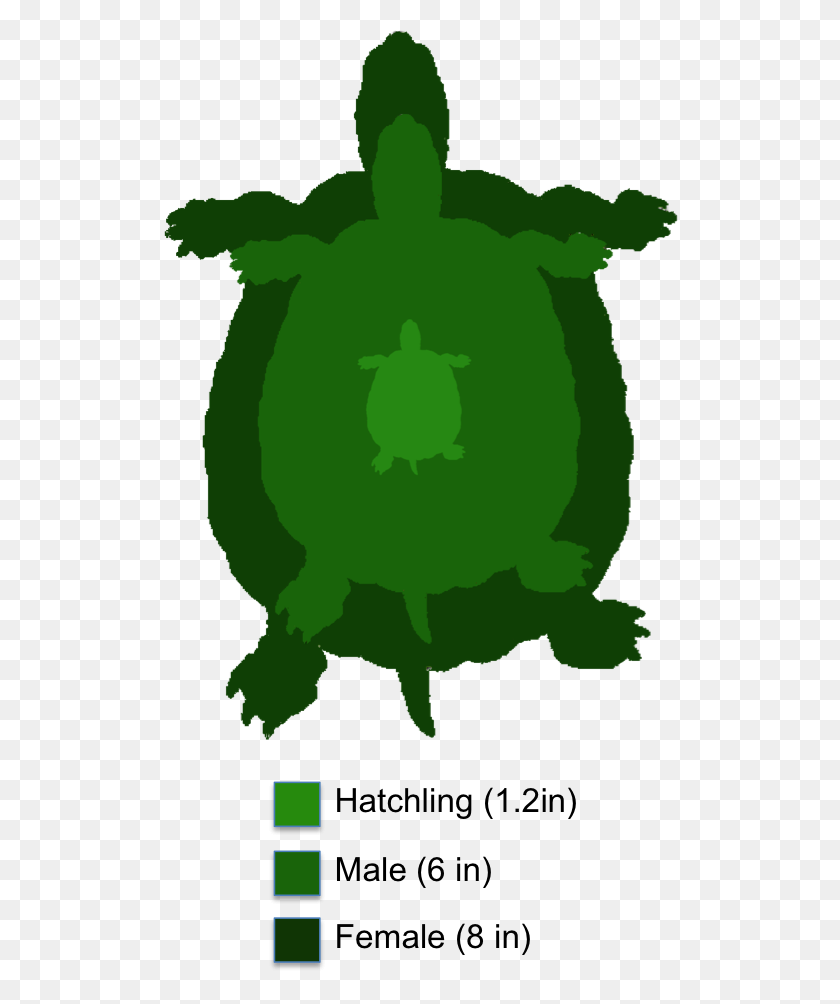 521x944 Морская Черепаха Коробчатая Черепаха - Бесплатный Клипарт Морская Черепаха