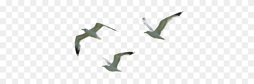 382x218 Seagull Flying Png Png Image - Seagull PNG
