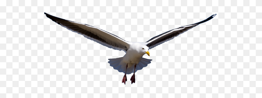 2000x656 Seagull Free Download - Seagull PNG