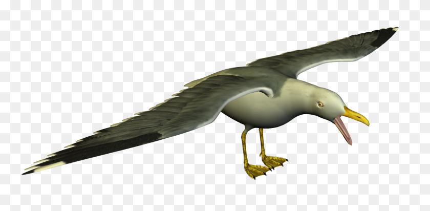 1552x701 Seagull High Resolution Clip Art Free Image - Resolution Clipart