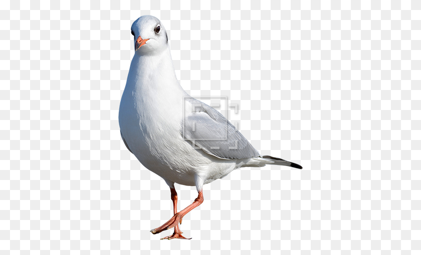 450x450 Seagull Kind Of Bird - Seagull PNG