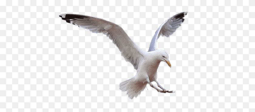 461x312 Seagull Landing Transparent Png - Seagull PNG