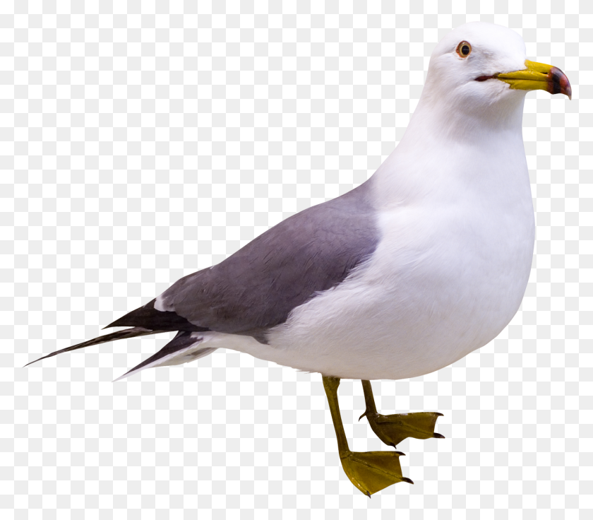 1248x1083 Seagull Png Images - Seagull PNG