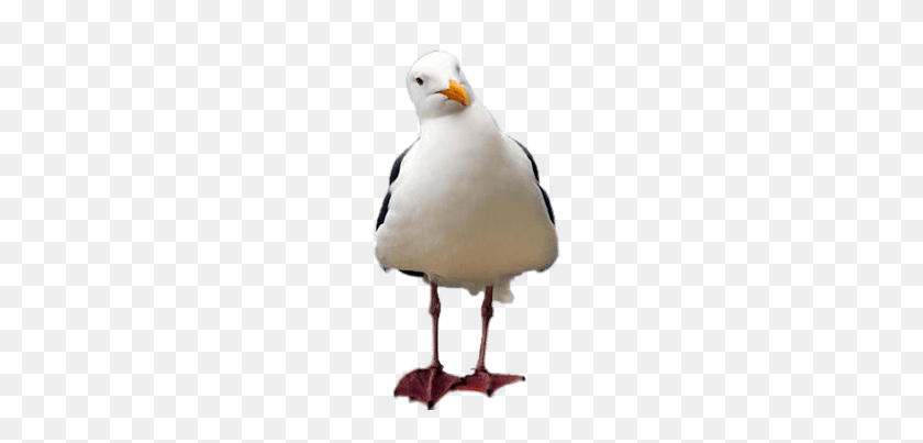 230x343 Seagull Tilted Head Transparent Png - Seagull PNG