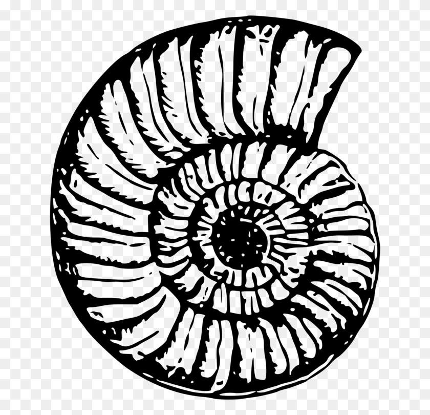 646x750 Seashell Drawing Fossil Computer Icons Visual Arts - Shell Clipart Black And White