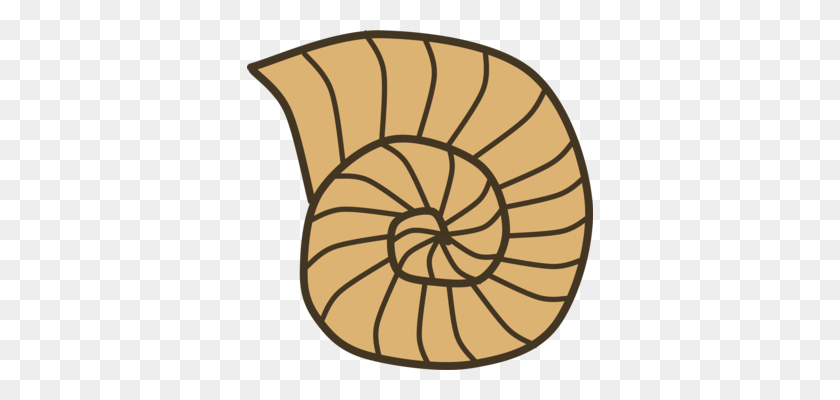 346x340 Seashell Nautilidae Nautilus De Cámara De Dibujo De Moluscos Libre De Concha - Nautilus Clipart