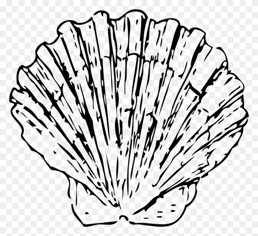 Seashell Pectinidae Drawing White Mollusc Shell - Shell Clipart Black And White