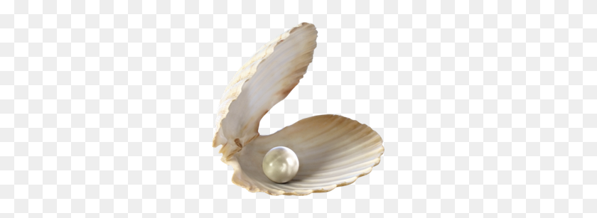 245x247 Seashell, Png Images, Seashell With Transparent Background - Seashell PNG