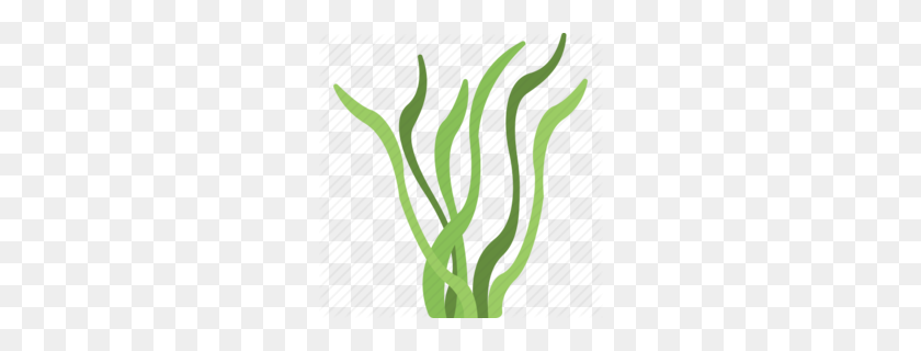 260x260 Seaweed Clipart - Ecosystem Clipart