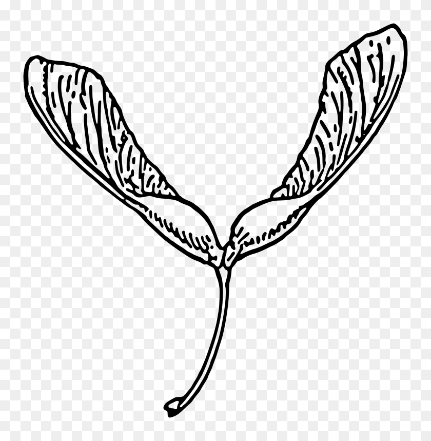 2341x2400 Seed Clipart Biology - Biology Clipart Black And White